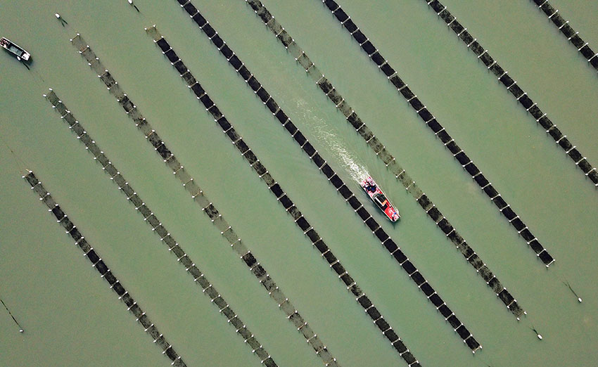 宁波象山：“海上菜园”收割忙