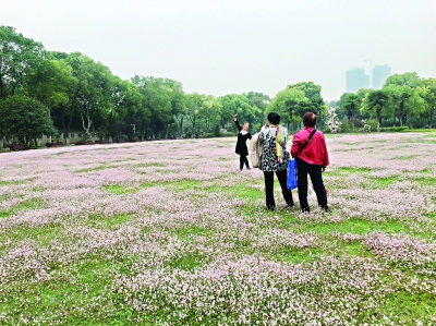 武汉这片野花不输“粉黛乱子草” 汉水公园蓼花“成海”