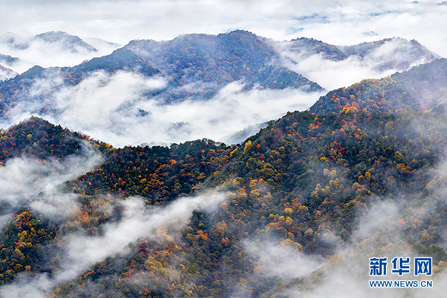 重庆：又到漫山彩林时