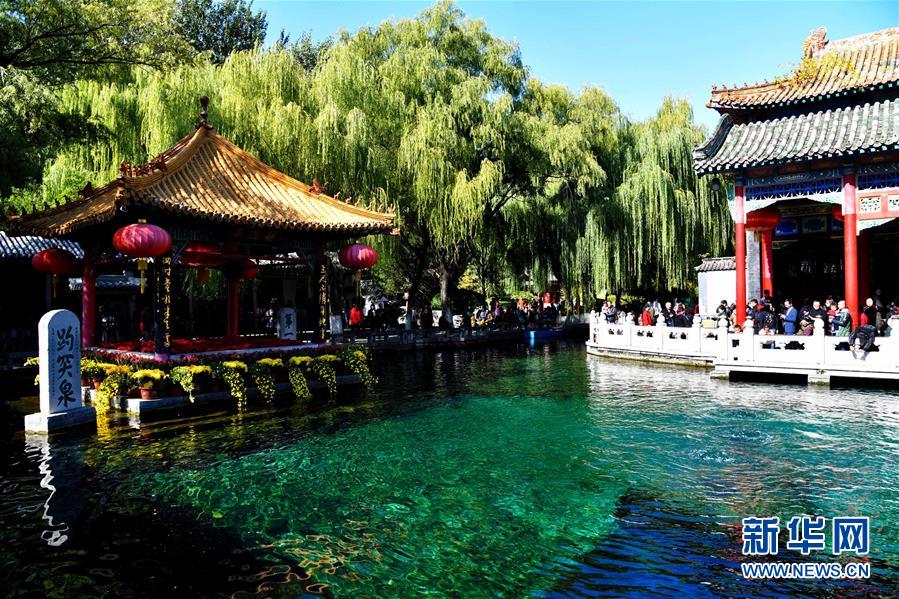 趵突泉畔金菊争艳