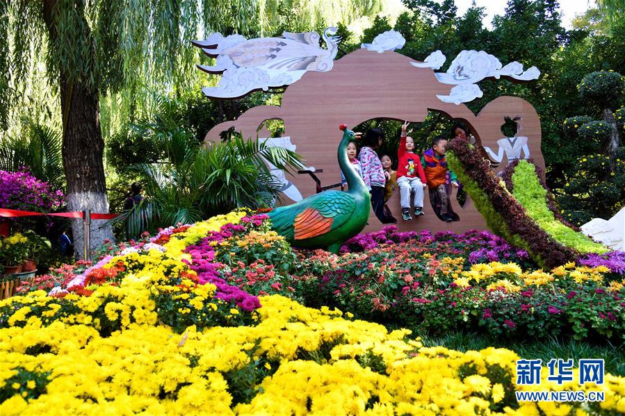 趵突泉畔金菊争艳