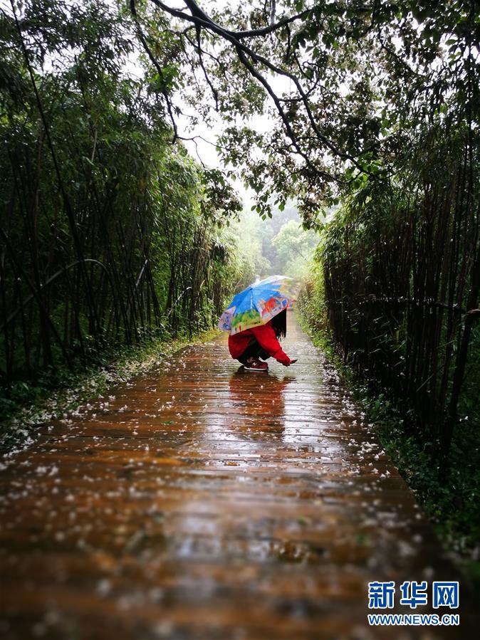 烟雨金佛山