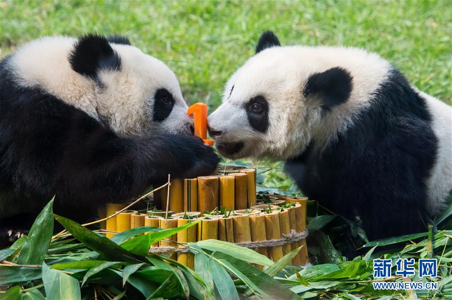 澳門大熊貓雙胞胎喜迎一週歲生日