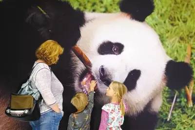 终于盼来大熊猫 德国人激动：中国重视我们