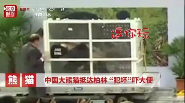 终于盼来大熊猫 德国人激动：中国重视我们