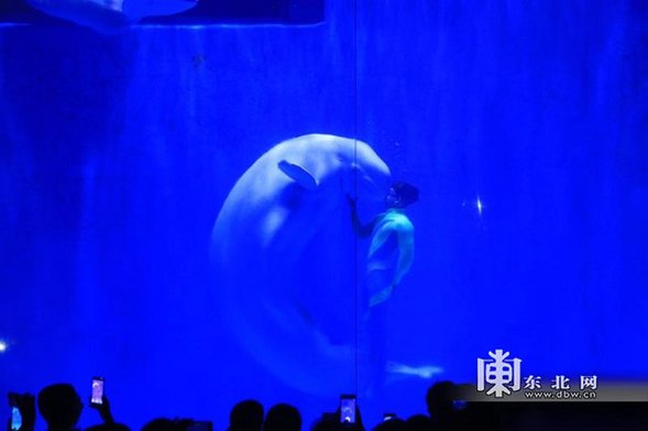 【龍遊天下】哈爾濱極地館夏季活動正式啟幕