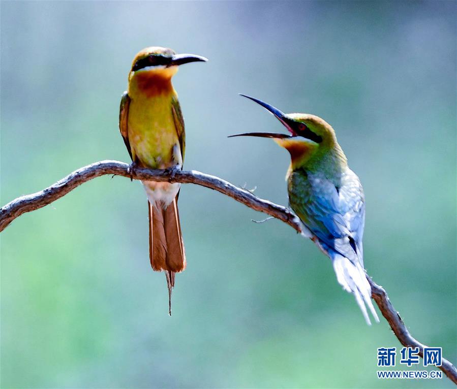 寸金之地養“野鳥”——廈門五緣灣栗喉蜂虎自然保護區見聞