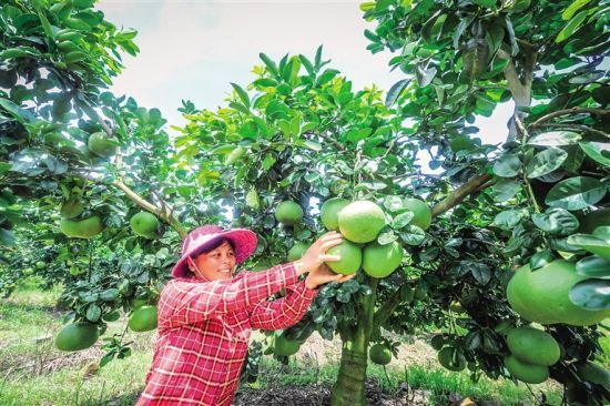 末尾有图【财经】【即时快讯】海南农产品“出海”，谁来护航？