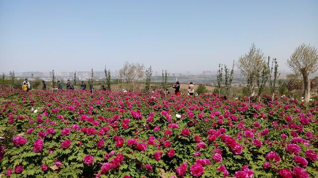 女皇“武则天”巡游龙门东山高山牡丹园 女皇“武则天”巡游龙门东山高山牡丹园
