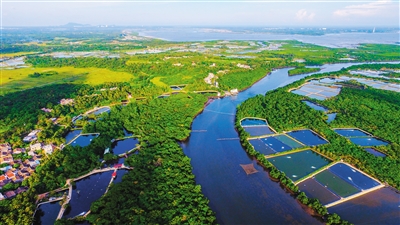 圖片默認標題_fororder_高空鳥瞰文昌八門灣紅樹林濕地公園。依託豐富的資源稟賦，文昌近年來成為國內外投資的熱土。本報記者 張茂 攝