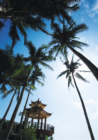 图片默认标题_fororder_文昌东郊椰林。本报记者 张茂 摄