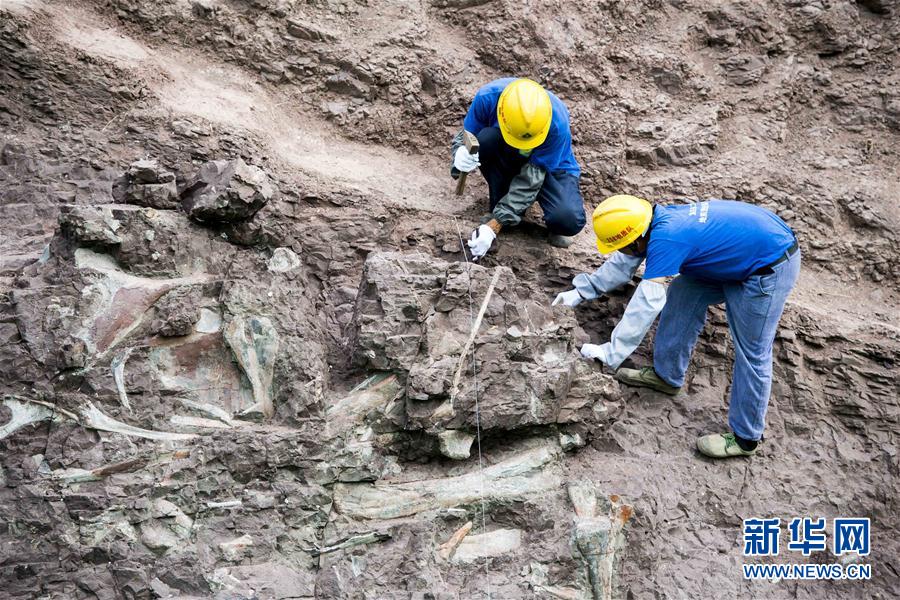 重慶雲陽發現世界級恐龍化石群