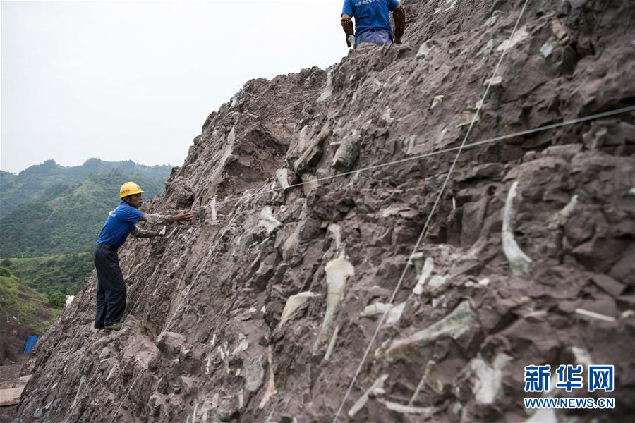 重庆云阳发现世界级恐龙化石群
