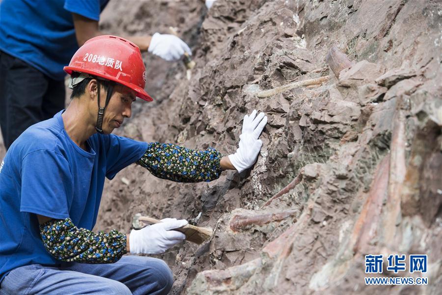 重庆云阳发现世界级恐龙化石群