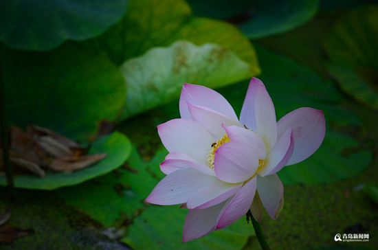 青岛小西湖水量充足 荷花已经开了三成 青岛小西湖水量充足 荷花已经开了三成_fororder_1_副本