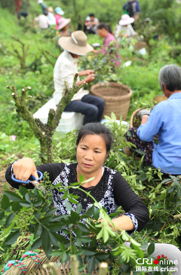 禄市镇六水沟村的农民在采摘青花椒.