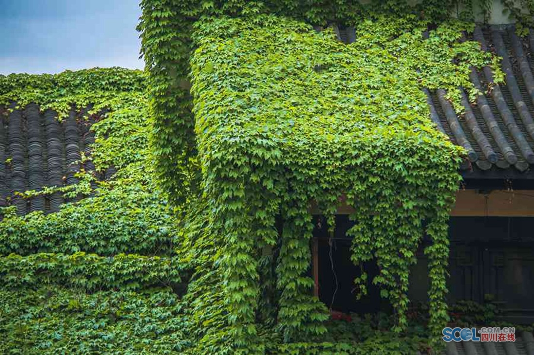长满爬山虎的夏天