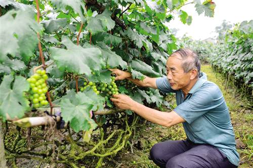 【区县联动】【渝北】渝北：人居环境展新颜 宜居乡村谱新篇【区县联动】人居环境展新颜 宜居乡村谱新篇