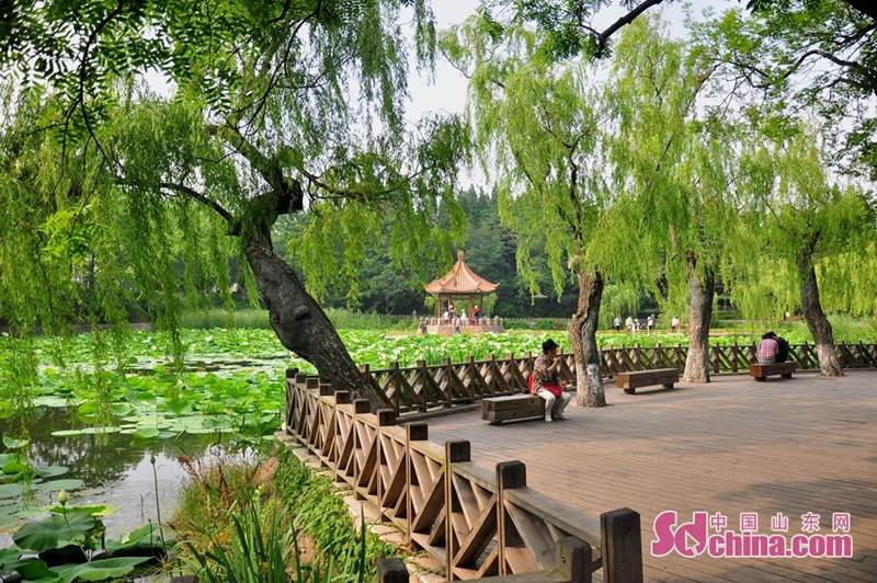 炎炎夏日 来青岛小西湖赏满池荷花绽放_fororder_8_副本