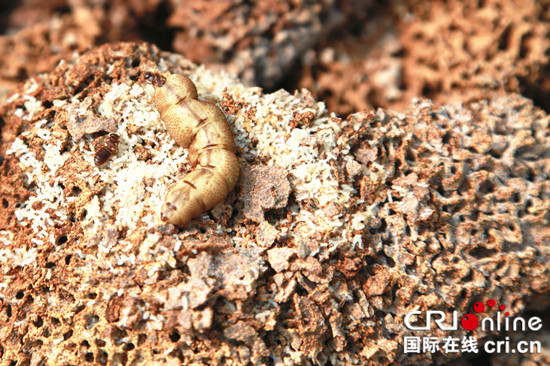 已過審【區縣聯動】【榮昌】重慶榮昌 滅治白蟻確保汛期安全