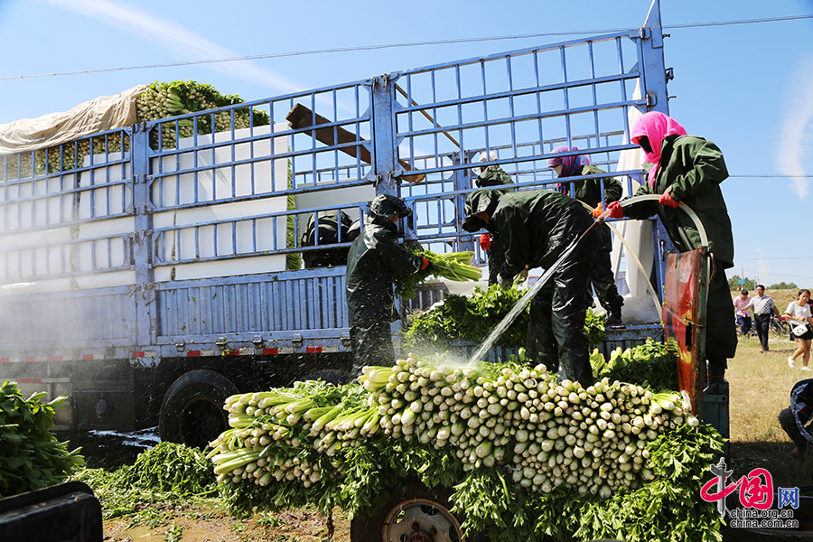 这个夏天自驾旅游休闲避暑就去商都 感受风吹草低现牛羊