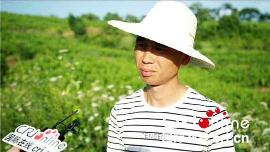 陕西安康：养蚕实现产业扶贫 “金蚕”擦亮“丝源”名片