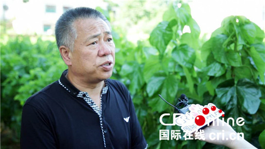 陕西安康：养蚕实现产业扶贫 “金蚕”擦亮“丝源”名片