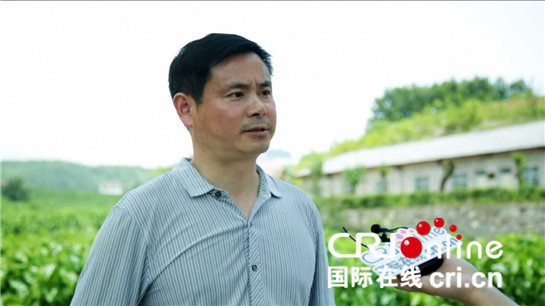 陕西安康：养蚕实现产业扶贫 “金蚕”擦亮“丝源”名片