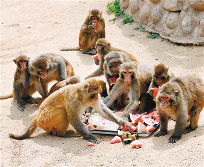 冲淋浴、吃西瓜、吹空调…… 动物园里的动物惬意消暑 冲淋浴、吃西瓜、吹空调…… 动物园里的动物惬意消暑_fororder_动物2