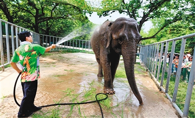 冲淋浴、吃西瓜、吹空调…… 动物园里的动物惬意消暑 冲淋浴、吃西瓜、吹空调…… 动物园里的动物惬意消暑_fororder_动物1