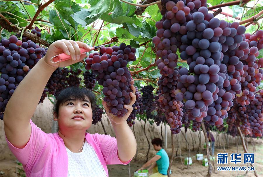 河北懷來：葡萄飄香惠農家