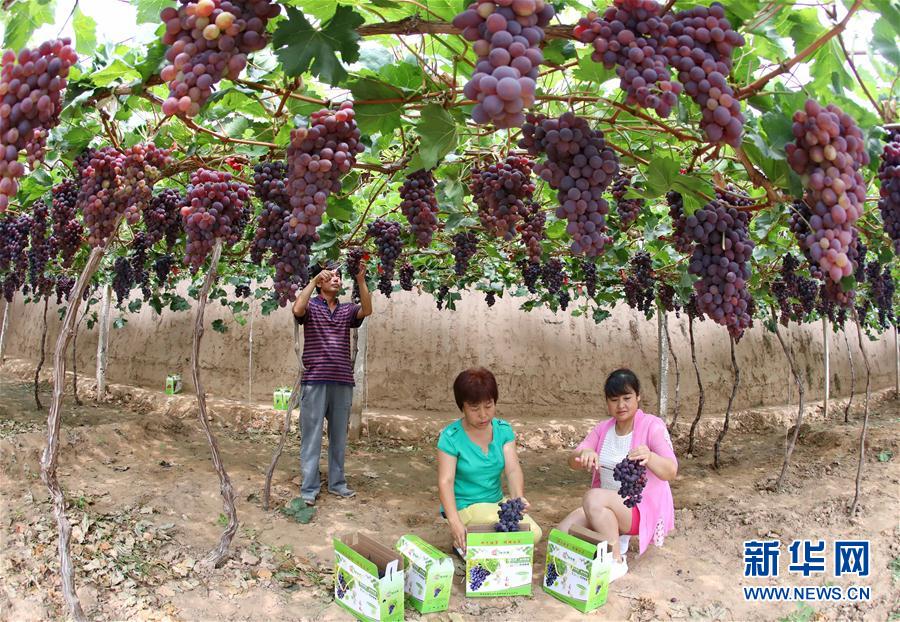 河北懷來：葡萄飄香惠農家