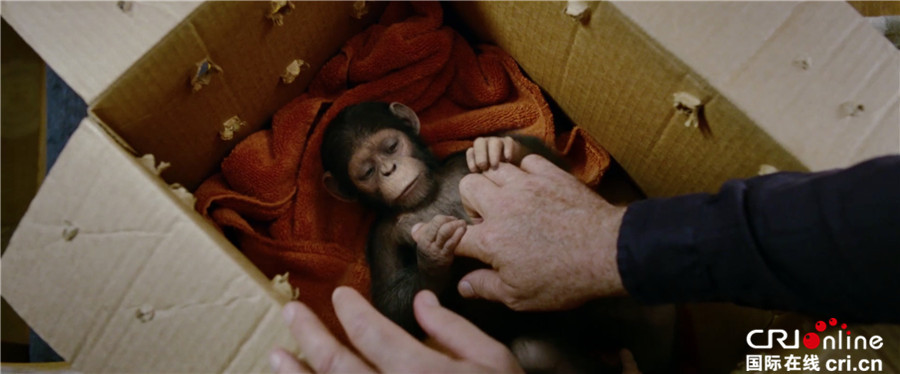 猩球崛起3_fororder_《猩球崛起3》劇照1