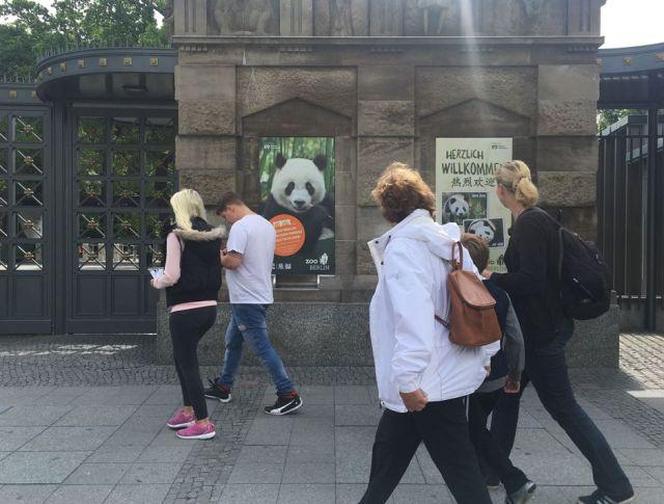柏林市動物園斥資1000萬歐元修建了佔地近5500平方米的“熊貓園”_fororder_20170704030554845