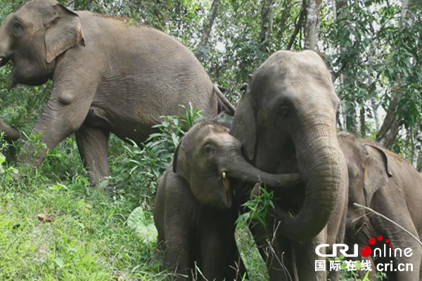 图片默认标题_fororder_333