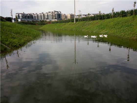 【區縣聯動】【榮昌】榮昌：銅鼓鎮數千畝青稻開始抽穗