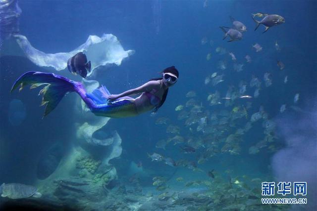 夢幻海底“美人魚”
