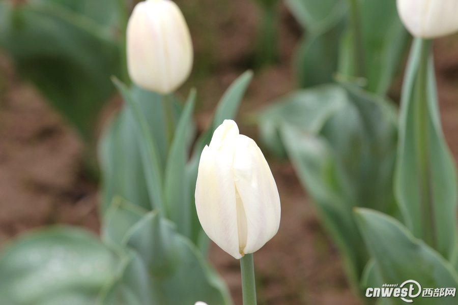 【沣东专题 魅力新城·巍巍沣东 显示图在稿件最下方】郁金香和油菜花都开了 沣东农博园开启赏花季 【沣东专题 魅力新城·巍巍沣东 显示图在稿件最下方】郁金香和油菜花都开了 沣东农博园开启赏花季