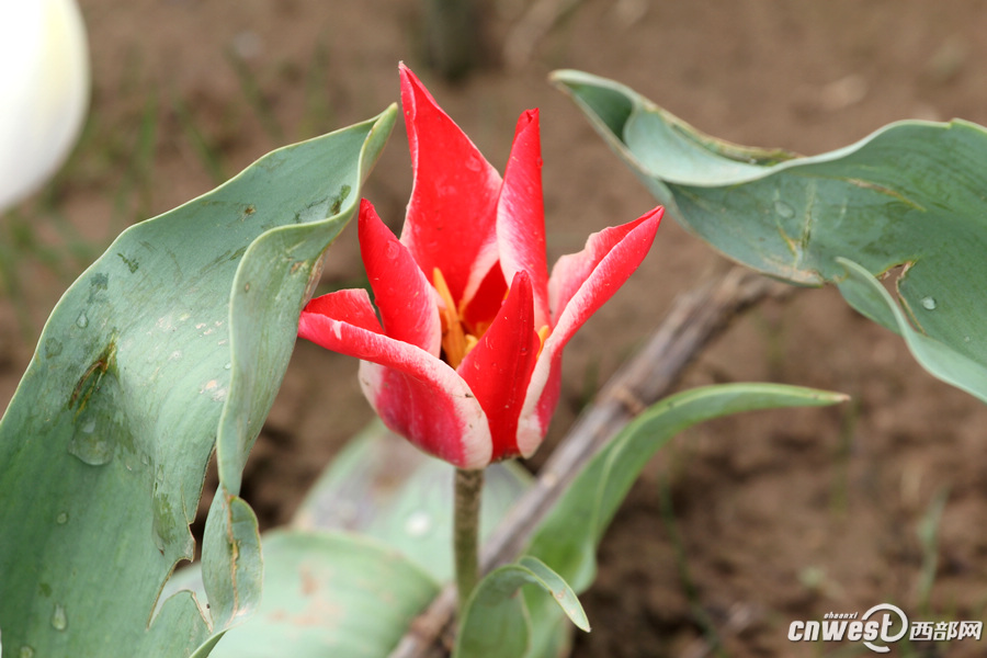 【沣东专题 魅力新城·巍巍沣东 显示图在稿件最下方】郁金香和油菜花都开了 沣东农博园开启赏花季 【沣东专题 魅力新城·巍巍沣东 显示图在稿件最下方】郁金香和油菜花都开了 沣东农博园开启赏花季