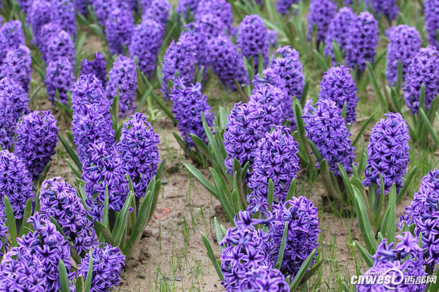 【沣东专题 魅力新城·巍巍沣东 显示图在稿件最下方】郁金香和油菜花都开了 沣东农博园开启赏花季 【沣东专题 魅力新城·巍巍沣东 显示图在稿件最下方】郁金香和油菜花都开了 沣东农博园开启赏花季