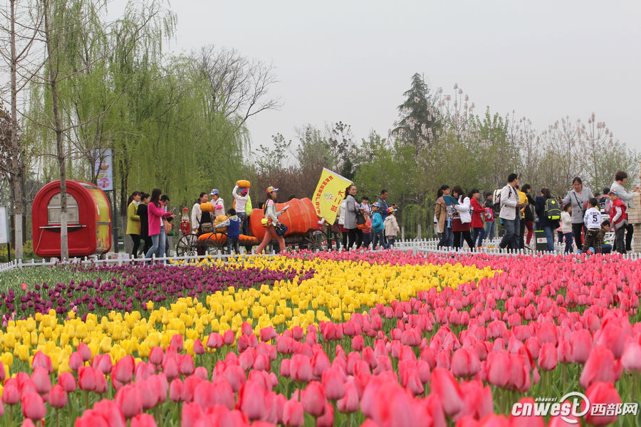 【沣东专题 魅力新城·巍巍沣东 显示图在稿件最下方】郁金香和油菜花都开了 沣东农博园开启赏花季 【沣东专题 魅力新城·巍巍沣东 显示图在稿件最下方】郁金香和油菜花都开了 沣东农博园开启赏花季