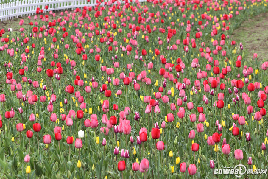 【沣东专题 魅力新城·巍巍沣东 显示图在稿件最下方】郁金香和油菜花都开了 沣东农博园开启赏花季 【沣东专题 魅力新城·巍巍沣东 显示图在稿件最下方】郁金香和油菜花都开了 沣东农博园开启赏花季