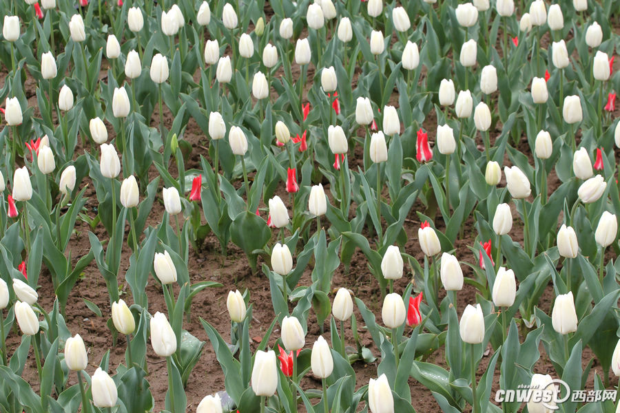【沣东专题 魅力新城·巍巍沣东 显示图在稿件最下方】郁金香和油菜花都开了 沣东农博园开启赏花季 【沣东专题 魅力新城·巍巍沣东 显示图在稿件最下方】郁金香和油菜花都开了 沣东农博园开启赏花季