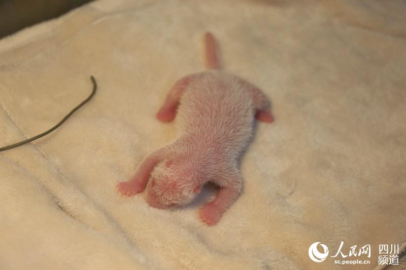 图片默认标题_fororder_18