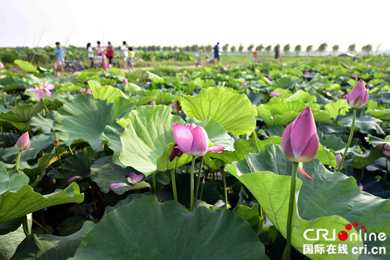 山东郯城：夏日赏荷“采莲湖”（组图）_fororder_1