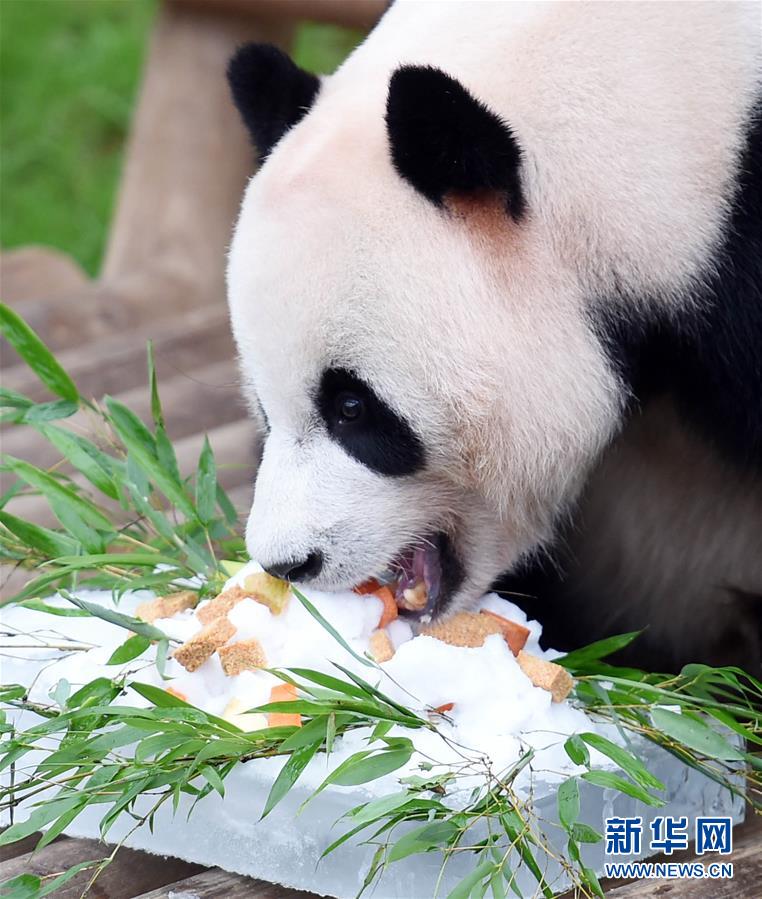 旅韩大熊猫“爱宝”“乐宝”庆生