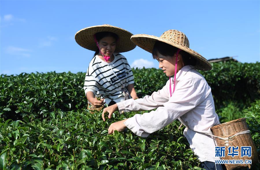 广西三江：侗乡夏日采茶忙