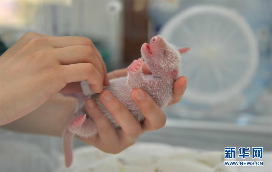 图片默认标题_fororder_3