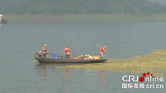 已过审【区县联动】【石柱】农业环保头号天敌水白菜现于石柱水域