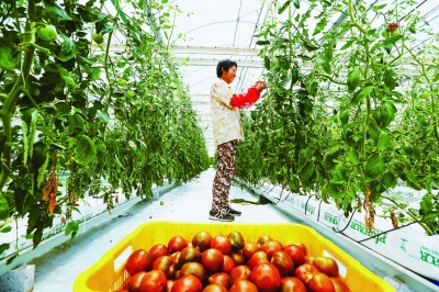 （创新江苏图文）有机栽培确保农产品品质